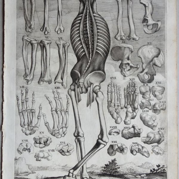 CORTONE Pierre de (d'après)