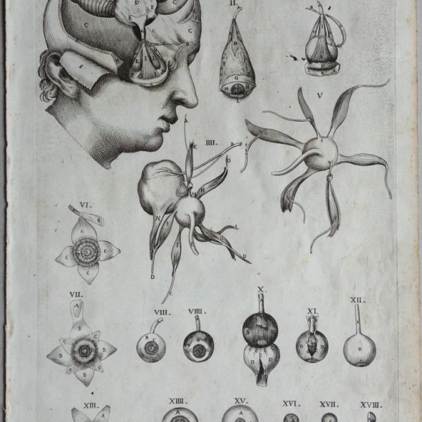 CORTONE Pierre de (d'après)