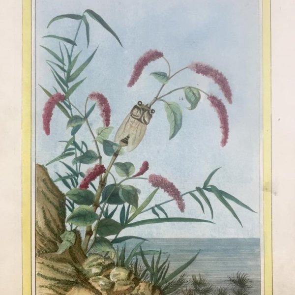 BUC'HOZ Pierre-Joseph