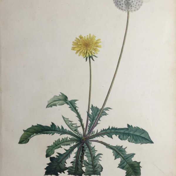 REDOUTE Pierre Joseph