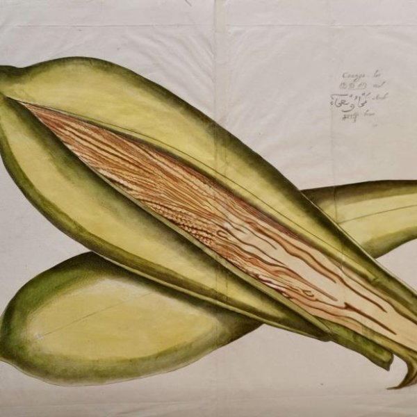 ECOLE DU NORD DU XVIIE