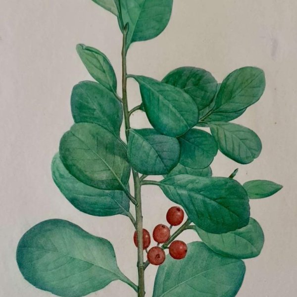 REDOUTE Pierre Joseph