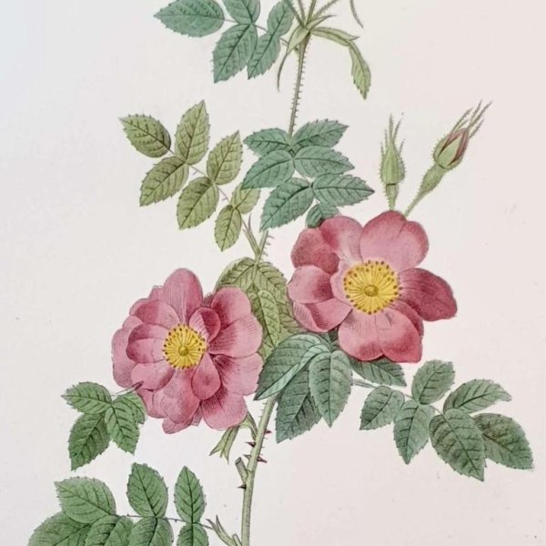 REDOUTE Pierre Joseph