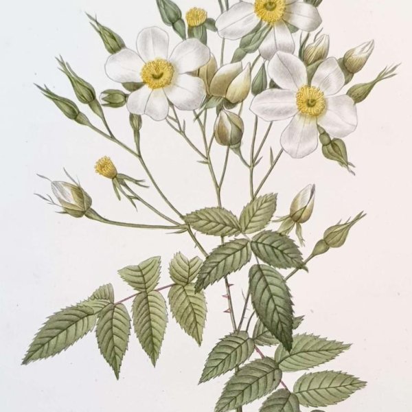 REDOUTE Pierre Joseph