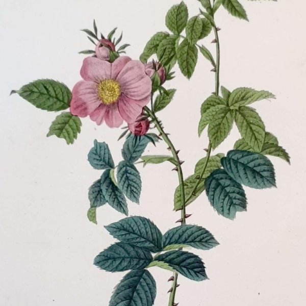 REDOUTE Pierre Joseph