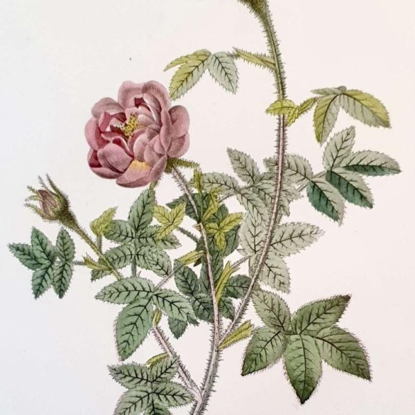 REDOUTE Pierre Joseph