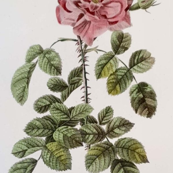 REDOUTE Pierre Joseph