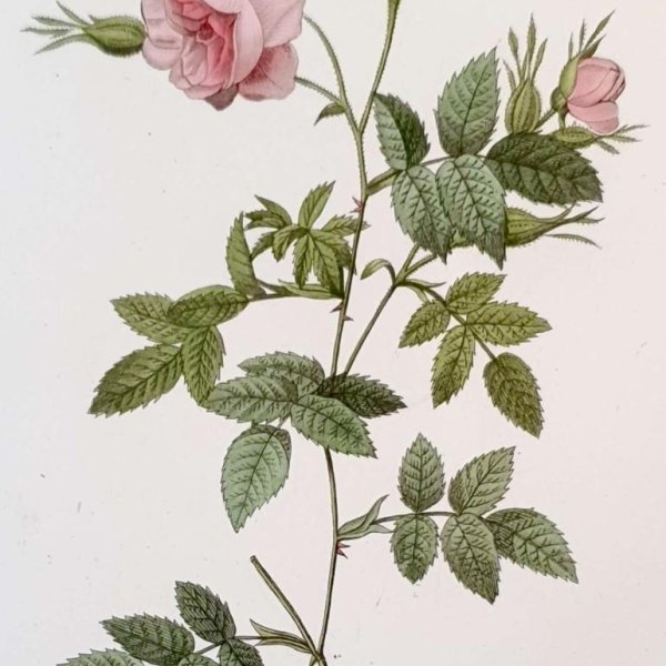 REDOUTE Pierre Joseph