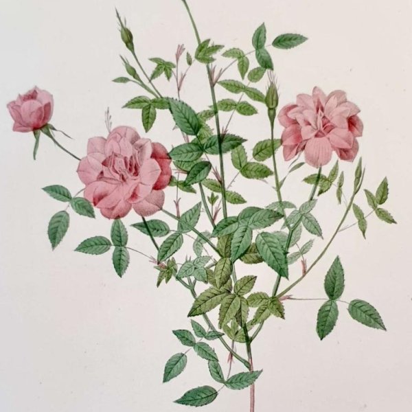 REDOUTE Pierre Joseph