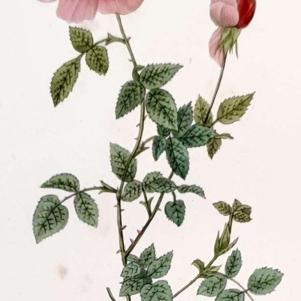 REDOUTE Pierre Joseph