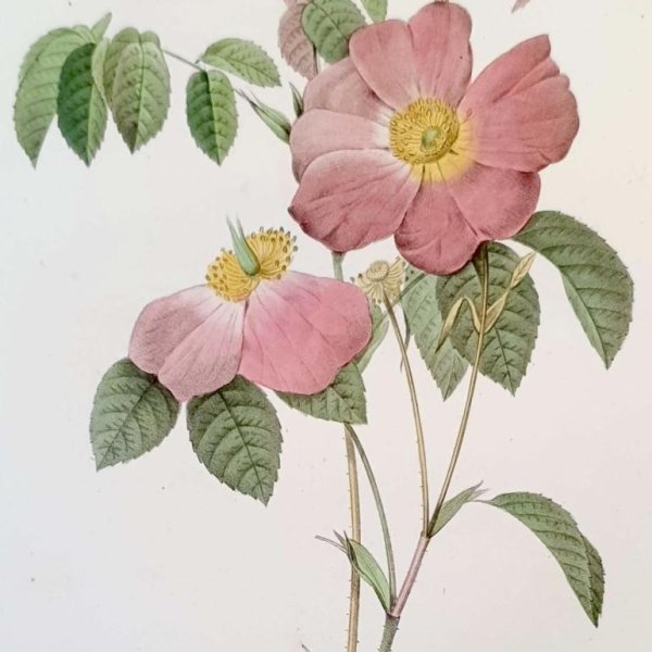 REDOUTE Pierre Joseph