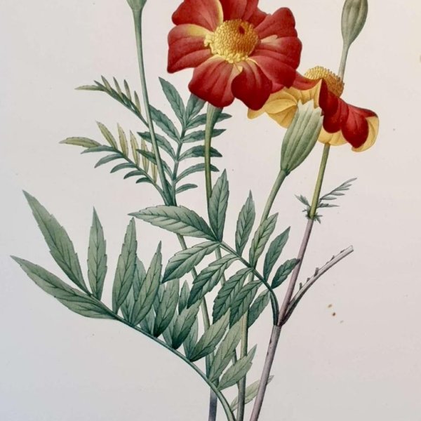 REDOUTE Pierre Joseph