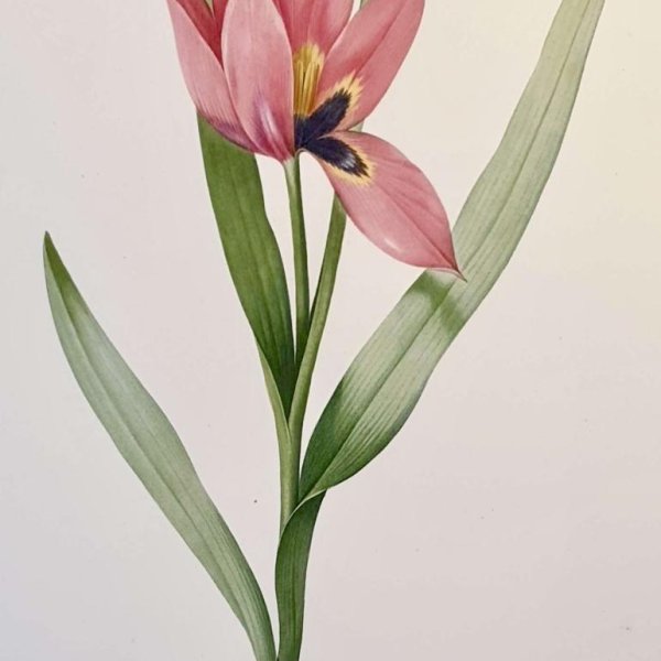 REDOUTE Pierre Joseph