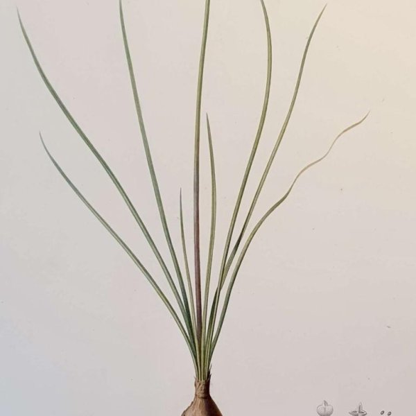 REDOUTE Pierre Joseph