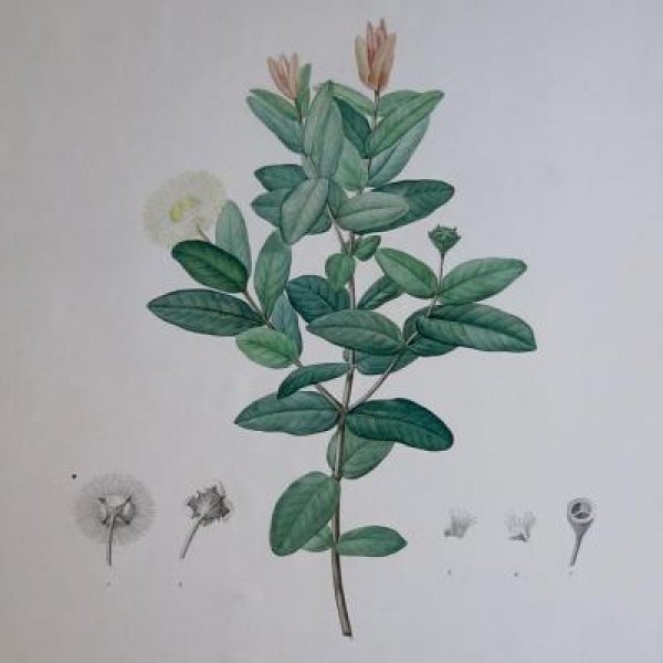 REDOUTE Pierre Joseph