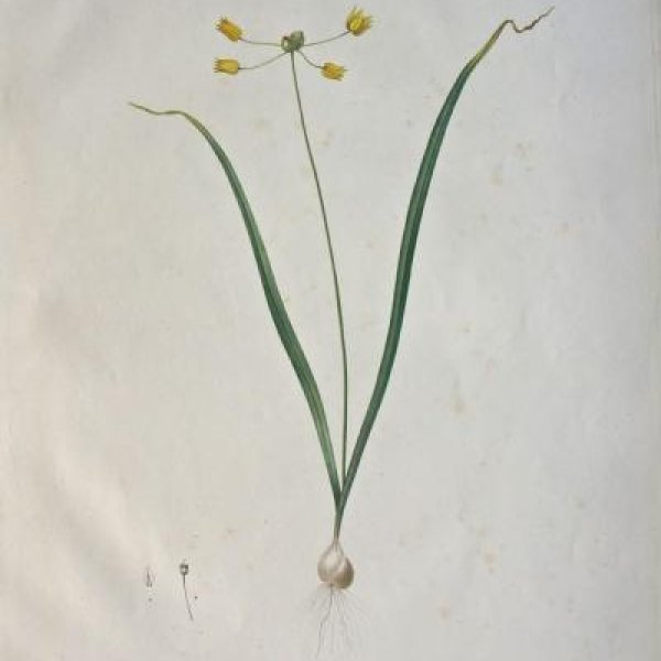 REDOUTE Pierre Joseph