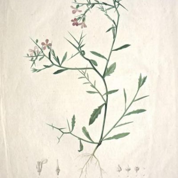 REDOUTE Pierre Joseph