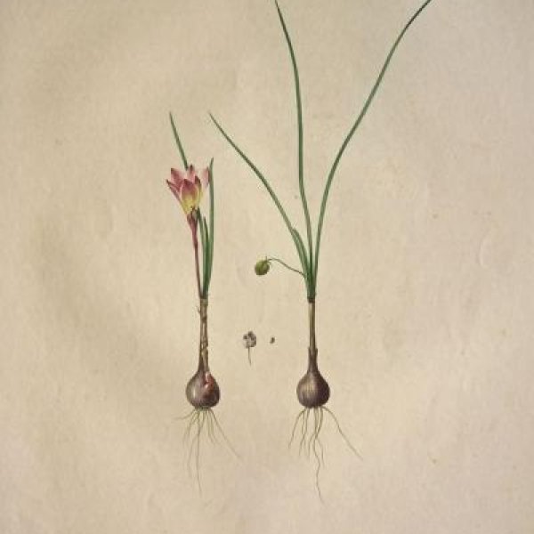 REDOUTE Pierre Joseph