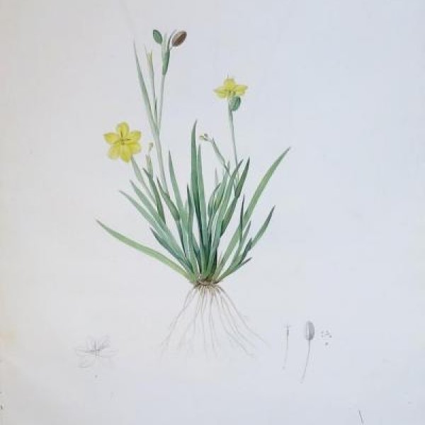 REDOUTE Pierre Joseph