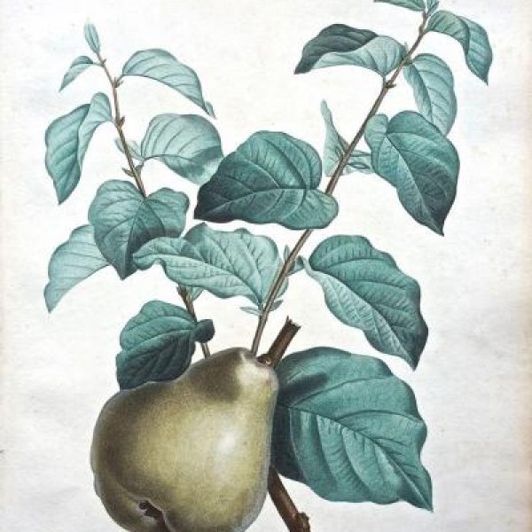 REDOUTE Pierre Joseph