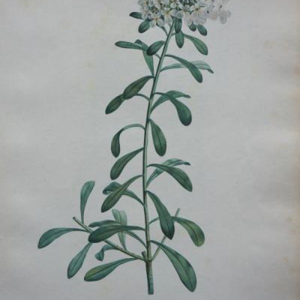 REDOUTE Pierre Joseph