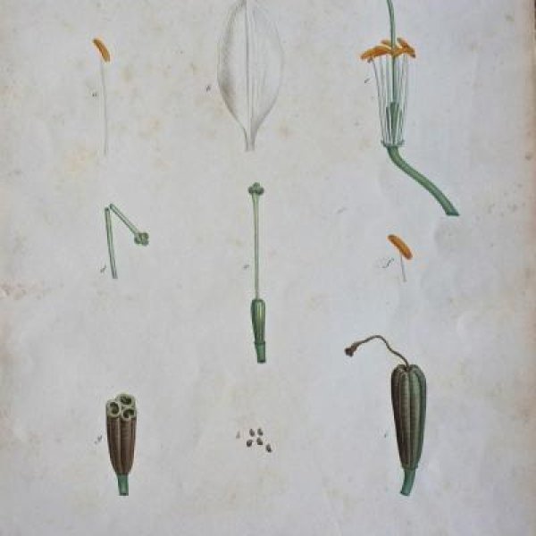 REDOUTE Pierre Joseph