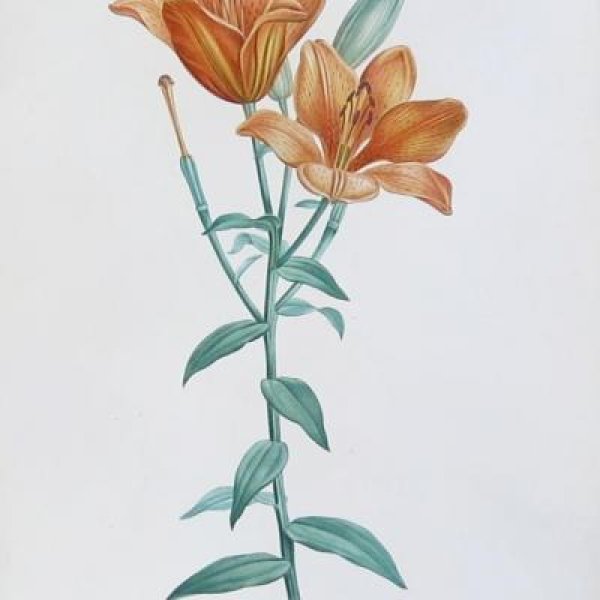 REDOUTE Pierre Joseph