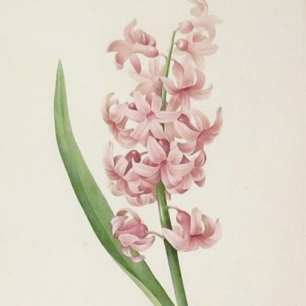 REDOUTE Pierre Joseph