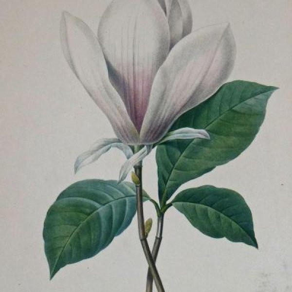 REDOUTE Pierre Joseph