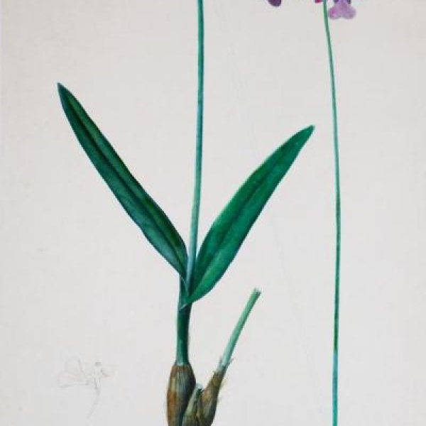 REDOUTE Pierre Joseph