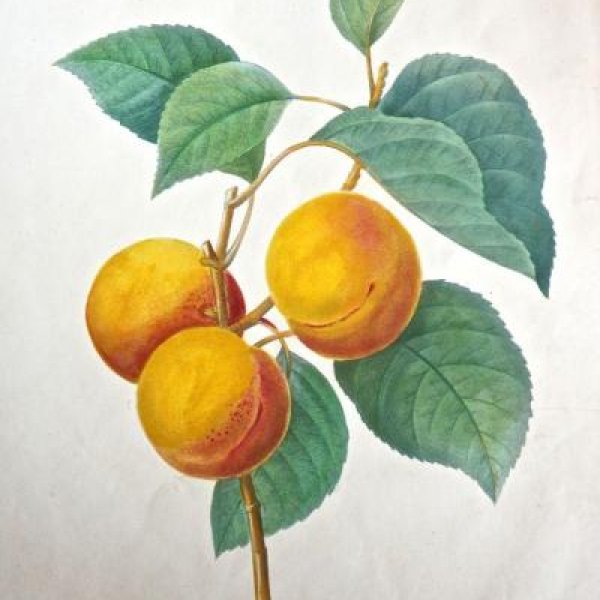 REDOUTE Pierre Joseph