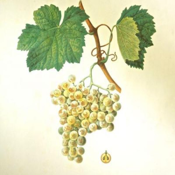 NODE-ST-ANGE Charles