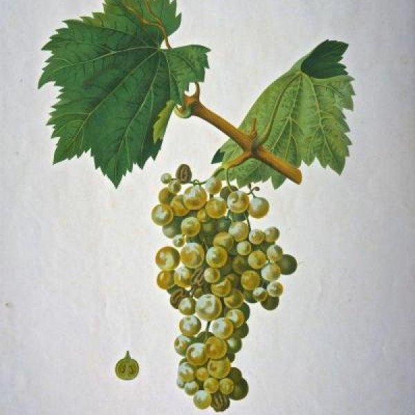 NODE-ST-ANGE Charles