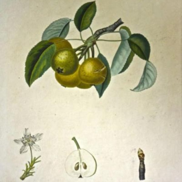 POITEAU Pierre-Antoine