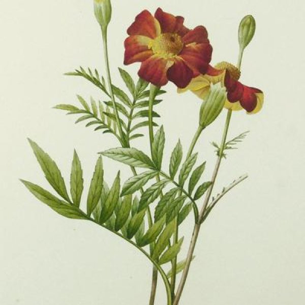 REDOUTE Pierre Joseph