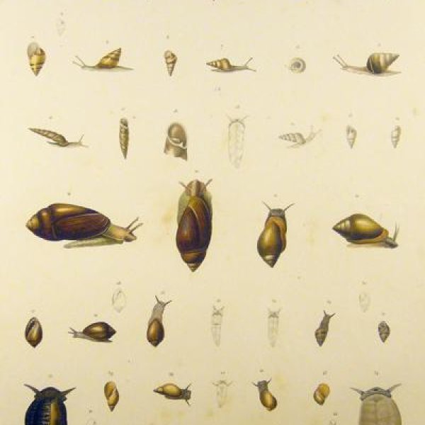 SCHMELZ Charles Simon Guillaume