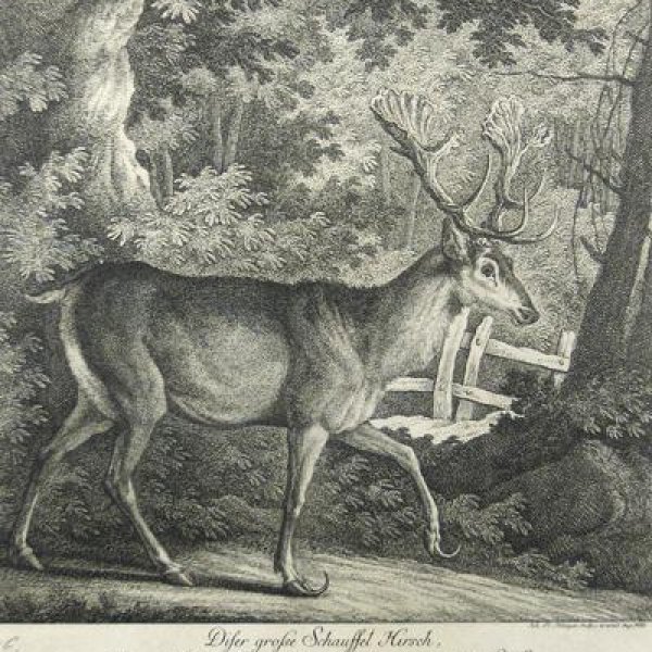 RIDINGER Martin Elias