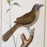 MARTINET, François Nicolas (Copie)