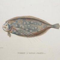 COUTANT Jean Louis Denis