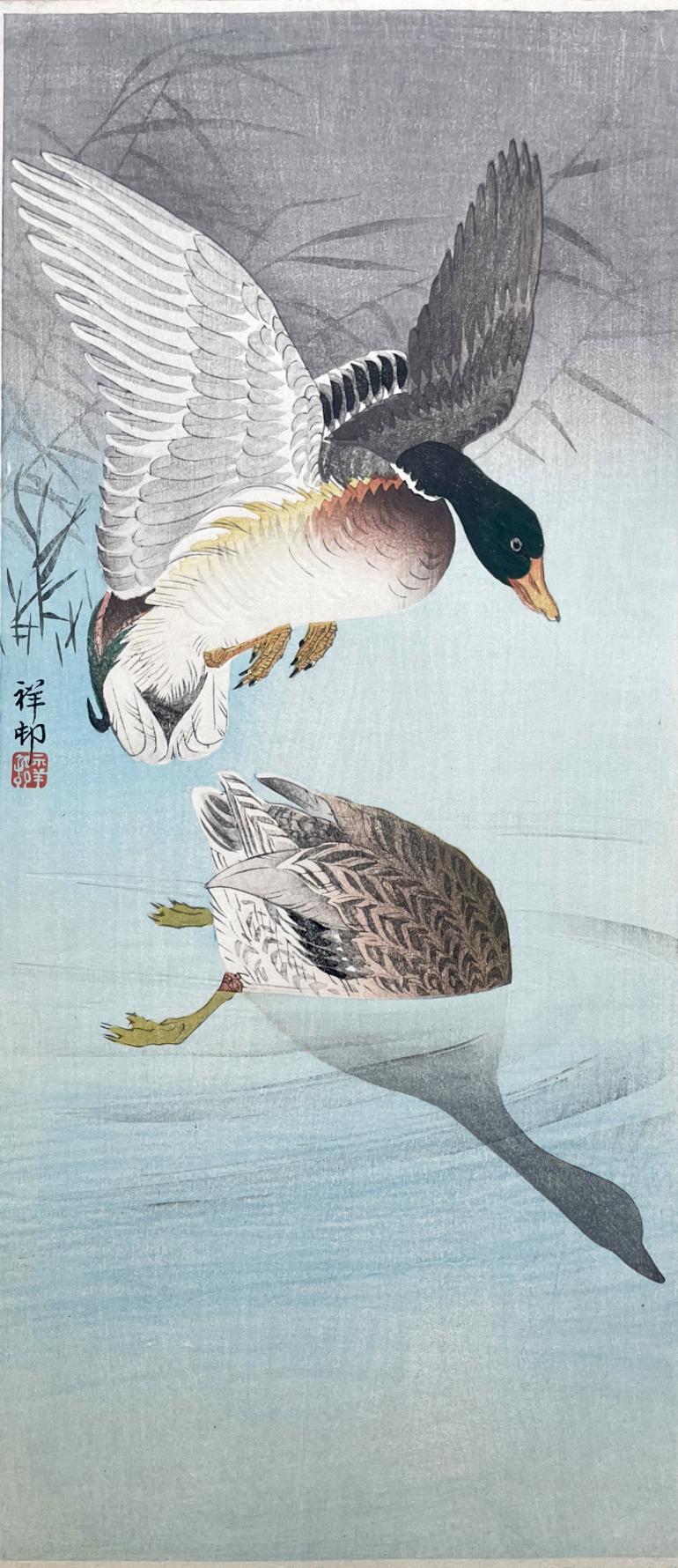 KOSON Ohara