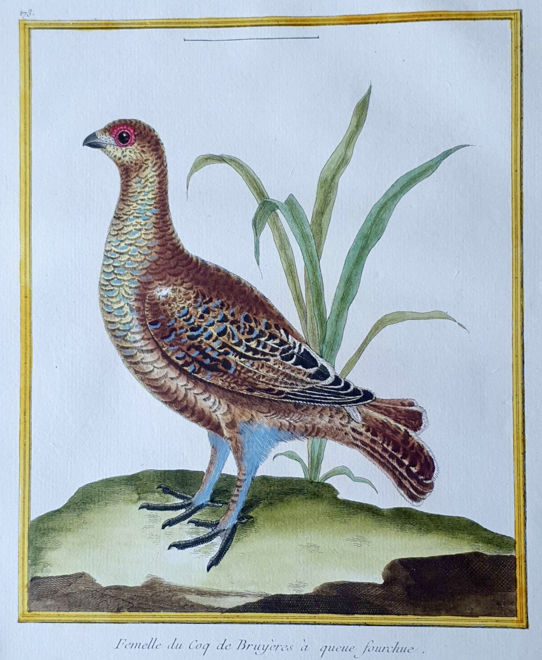 MARTINET, François Nicolas