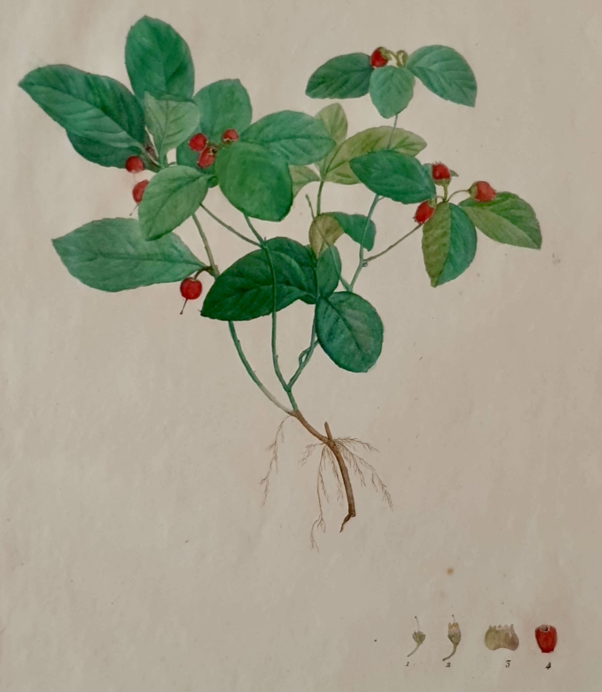 REDOUTE Pierre Joseph