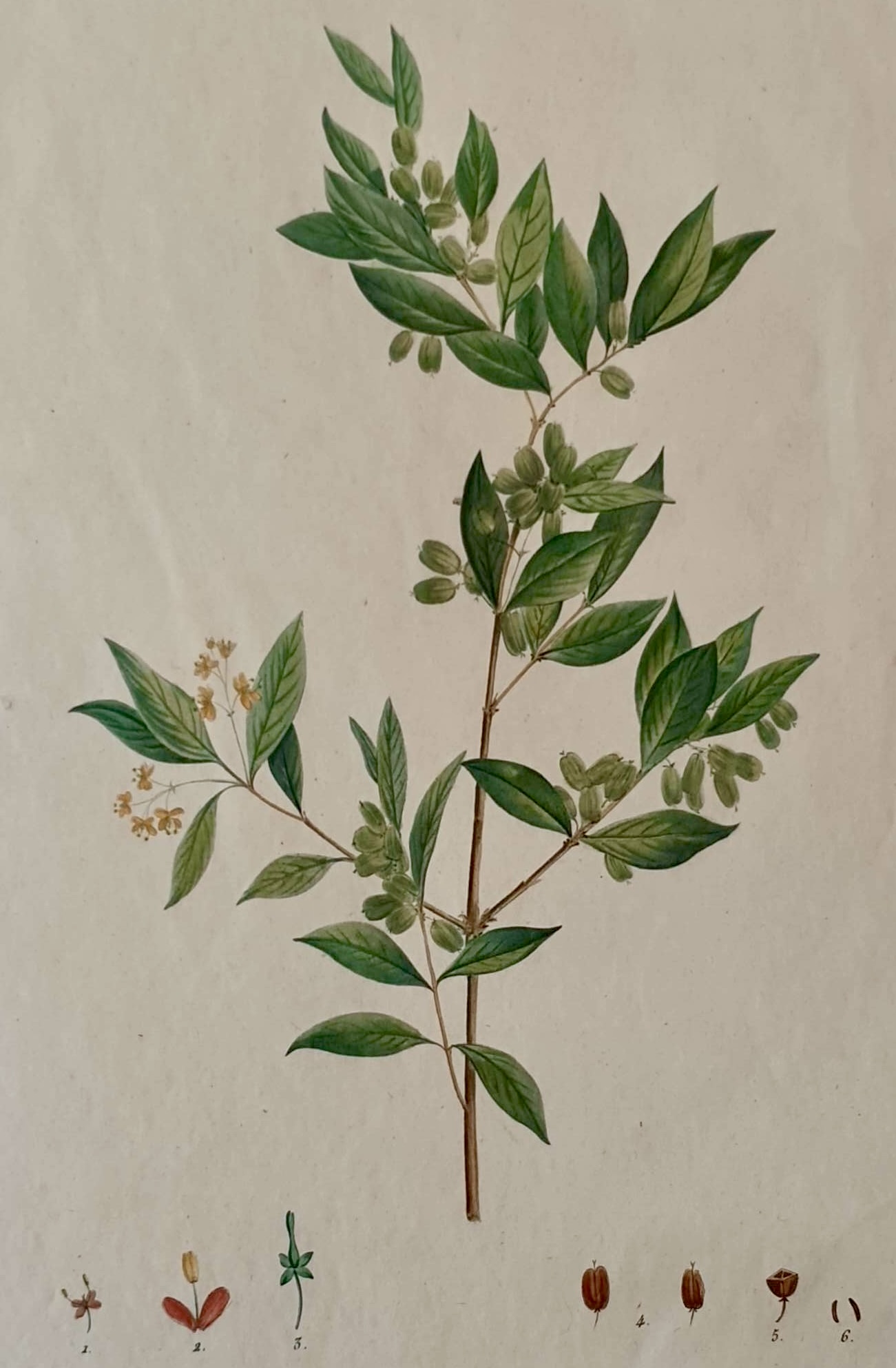 REDOUTE Pierre Joseph