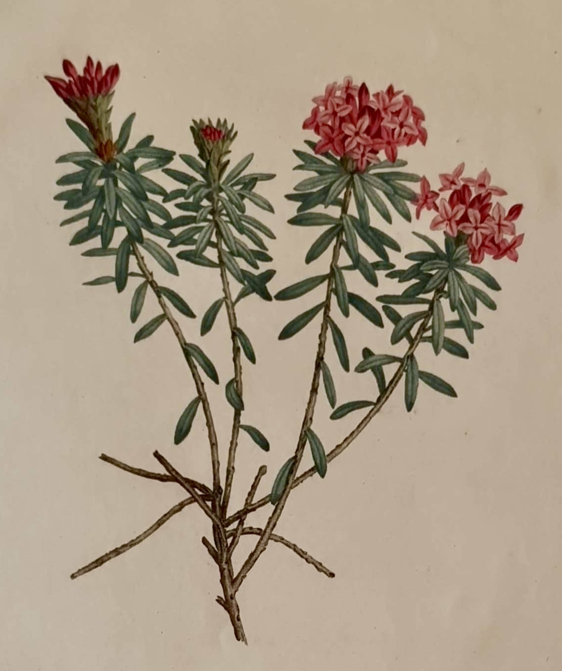 REDOUTE Pierre Joseph