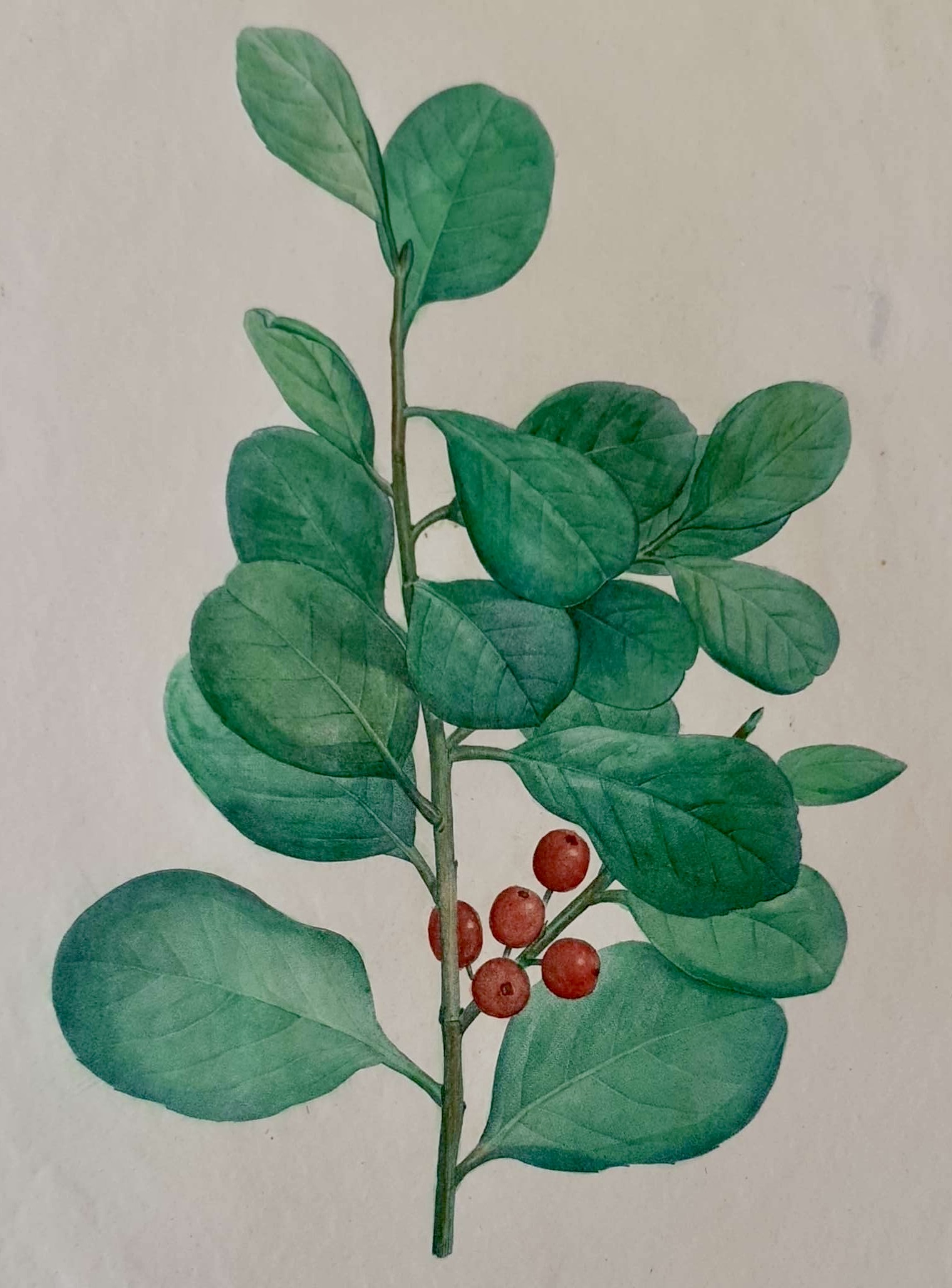 REDOUTE Pierre Joseph