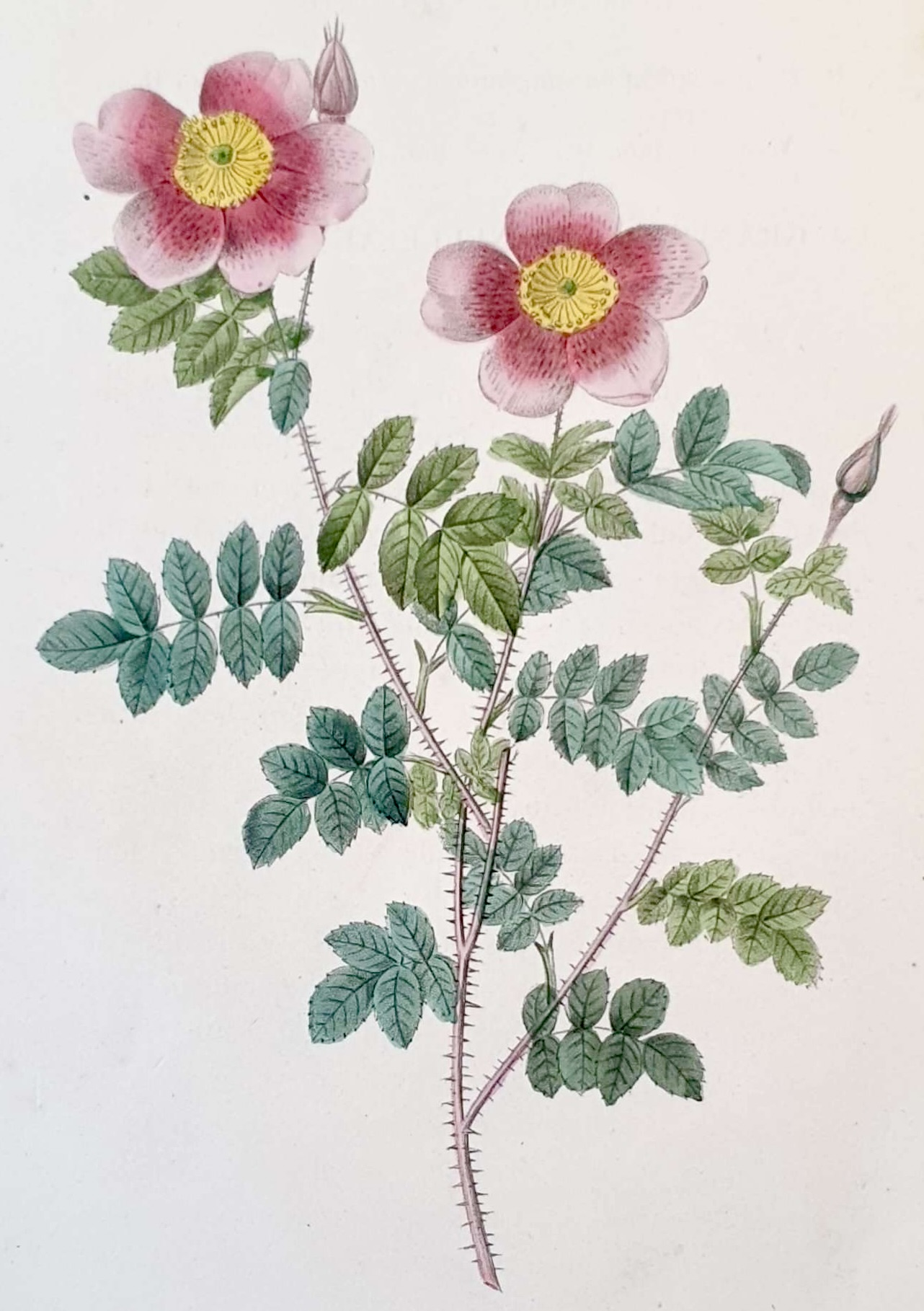 REDOUTE Pierre Joseph