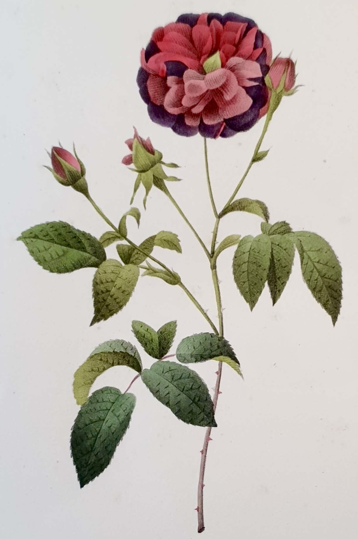 REDOUTE Pierre Joseph