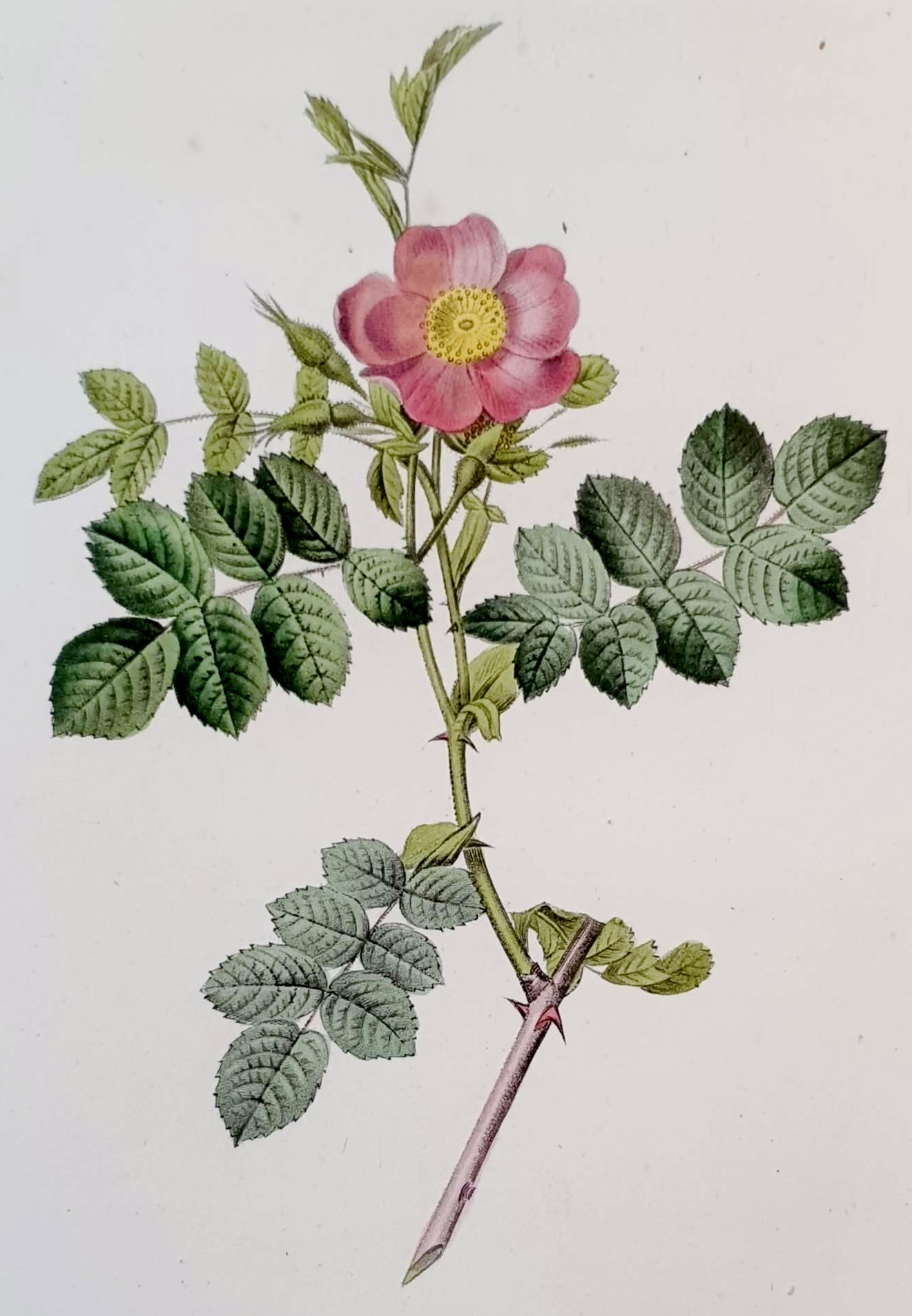 REDOUTE Pierre Joseph