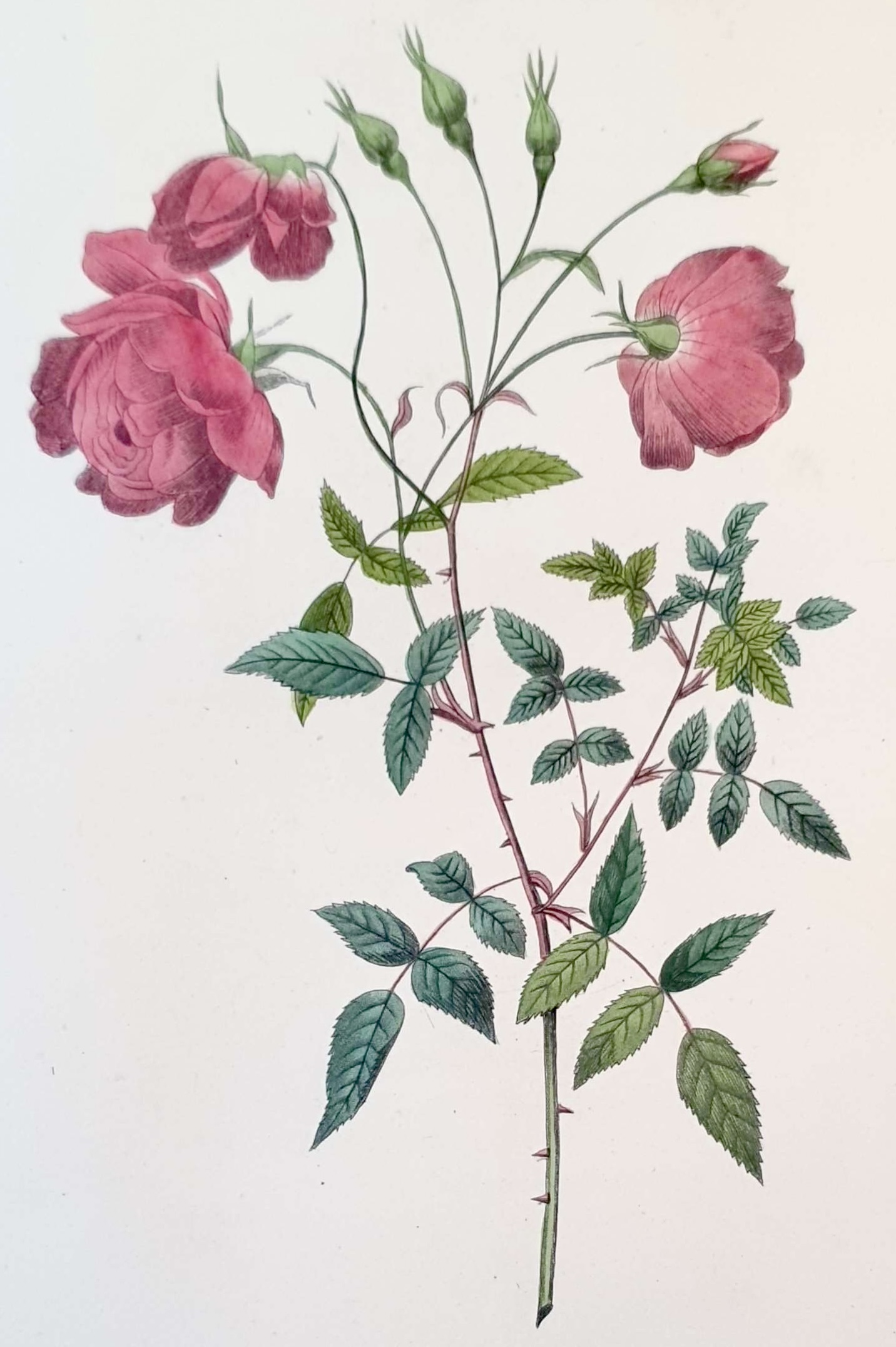 REDOUTE Pierre Joseph