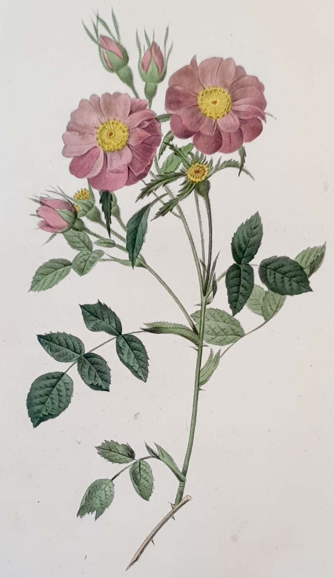 REDOUTE Pierre Joseph